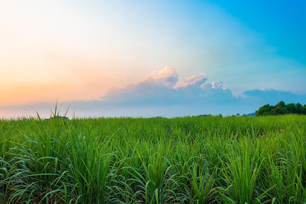 The soil salt farmer lives in a mineral salt farm salt field in Thailand