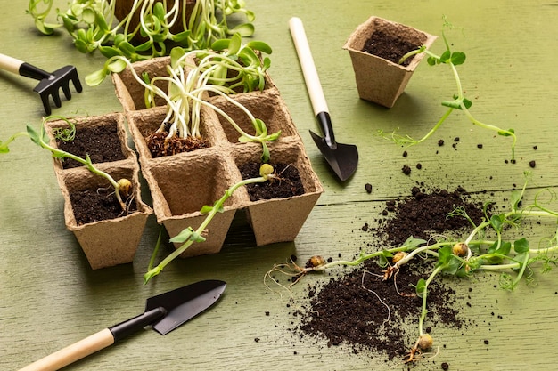 Soil and sprouts garden tools on the table Seedlings in peat pots