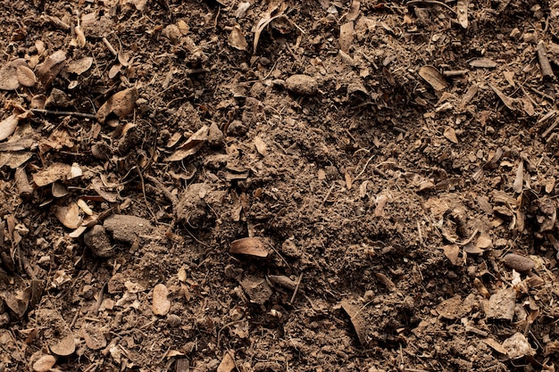 Soil texture background, Fertile soil for planting.