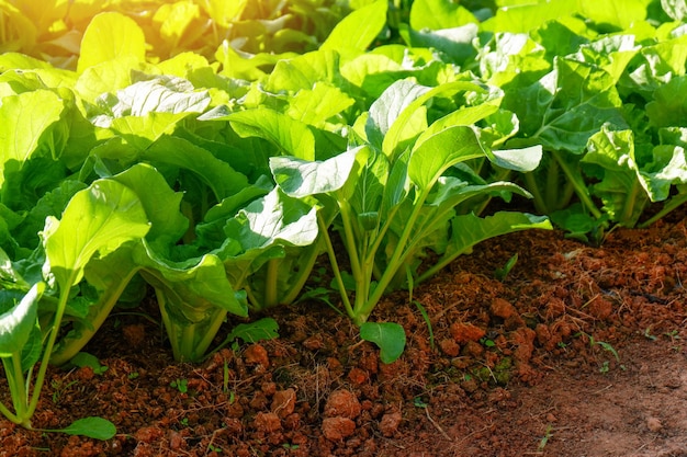 土壌菜園 からし菜 レタス菜園 からし菜の葉 裏庭の庭で地面に新鮮な野菜を植える 環境に優しい園芸 自然野菜農場