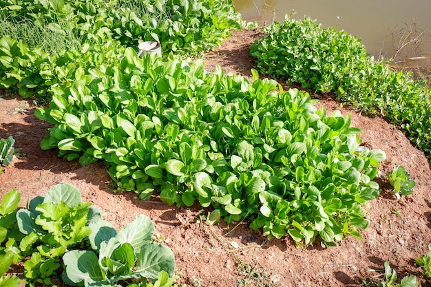 土壌菜園 からし菜 レタス菜園 からし菜の葉 裏庭の庭で地面に新鮮な野菜を植える 環境に優しい園芸 自然野菜農場