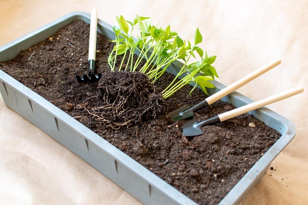 Soil with a young plant seedlings Planting seedlings in container There is a spatula nearby rake