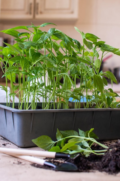 若い植物の苗のある土壌コンテナに苗を植える