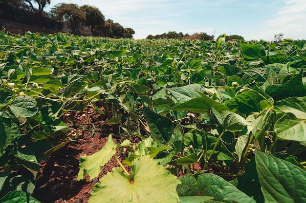 Soja Groene Bonen Plantage Boerderij op Lente Zonnige Dag Naast een Snelweg in Brazilië