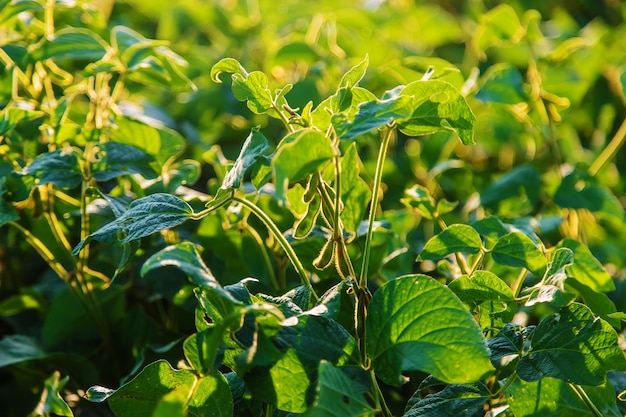 Sojabonen groeien in het veld. Selectieve aandacht. Natuur.