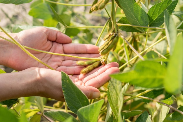 Sojabonen in menselijke handen op een sojabonenveld. Landbouwproductieconcept