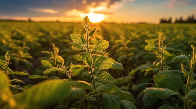 Sojabonenveld dat gewas onderzoekt bij zonsondergang