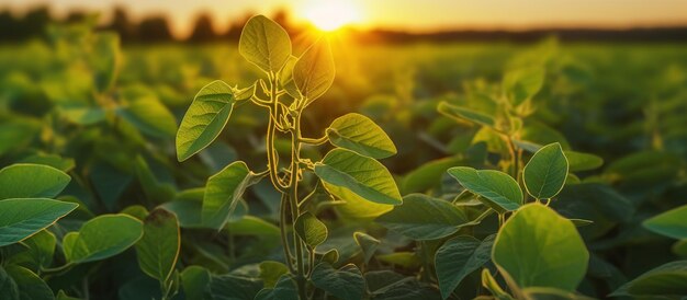 Sojabonenveld onderzoekt gewas bij zonsondergang