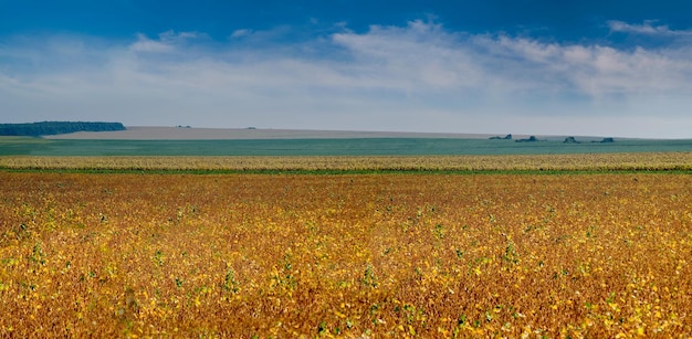 Sojabonenveld rijpt vergeelde gouden bladeren en agrarisch landschap aan de horizon