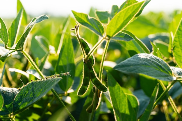 Sojapeulen op sojabonenplantage Rijping van sojabonen Sojaplant Sojapeulen Sojabonenveld Landbouwseizoen Selectieve focus