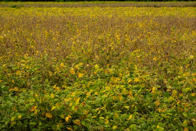 Sojaplantage bijna op oogstpunt