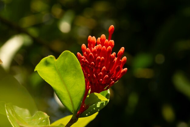 Soka Flower Ixora coccinea Jungle geranium Flame of the Woods a species of flowering plant