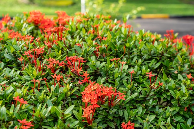 Цветочное растение Soka или красная Ixora chinensis, широко известная как лепесток цветов китайской ixora