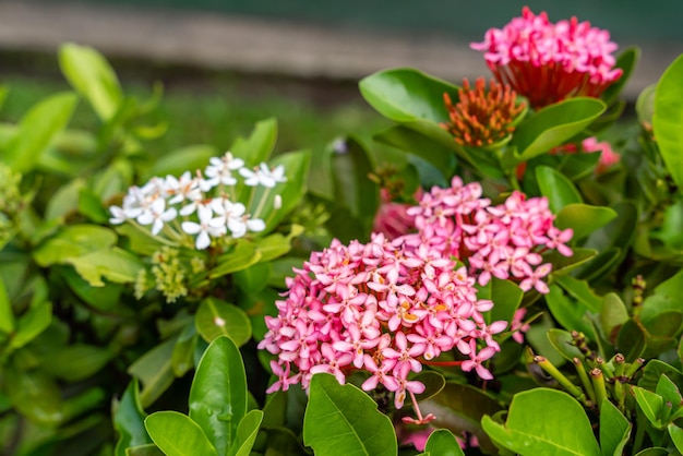 Цветочное растение Soka или красная Ixora chinensis, широко известная как лепесток цветов китайской ixora