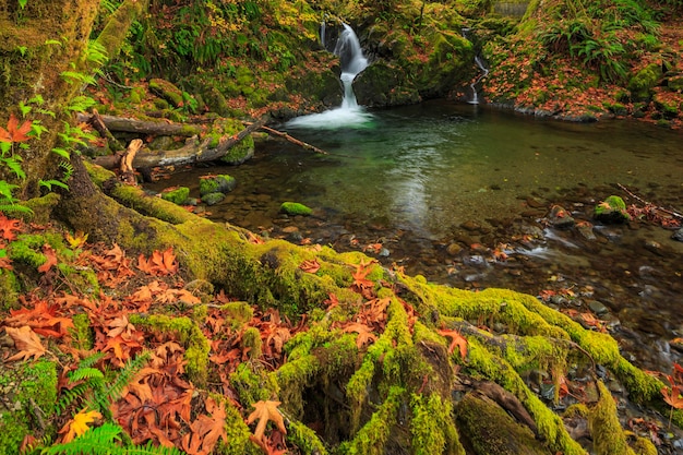 Sol Duc  Olympic National Park USA