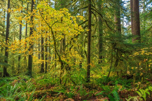 Sol Duc Rainforest Ferns Олимпийский национальный парк США