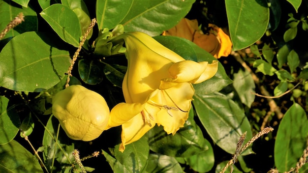 Solandra maxima ook bekend als Hawaiian Lilly Golden kelkwijnstok