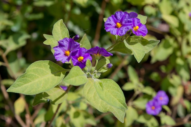 Солано кустарник (Solanum rantonnetii) Цветение на Кипре