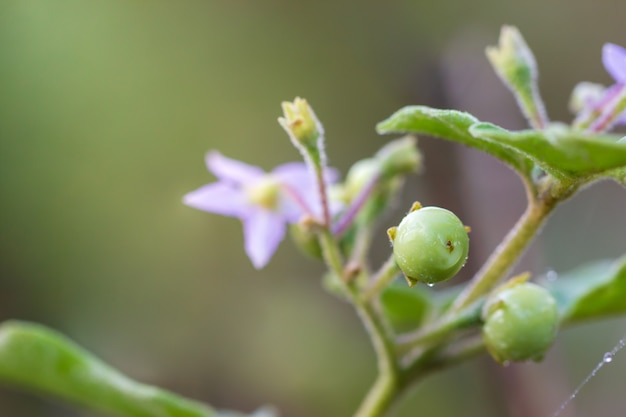 Solanum indicum on the tree in organic farm and morning sunlight.