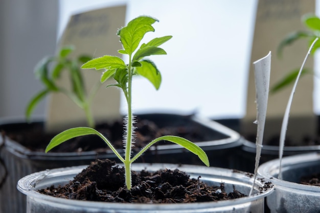 Фото Саженцы томатов solanum lycopersicum растут в горшке дома на окне