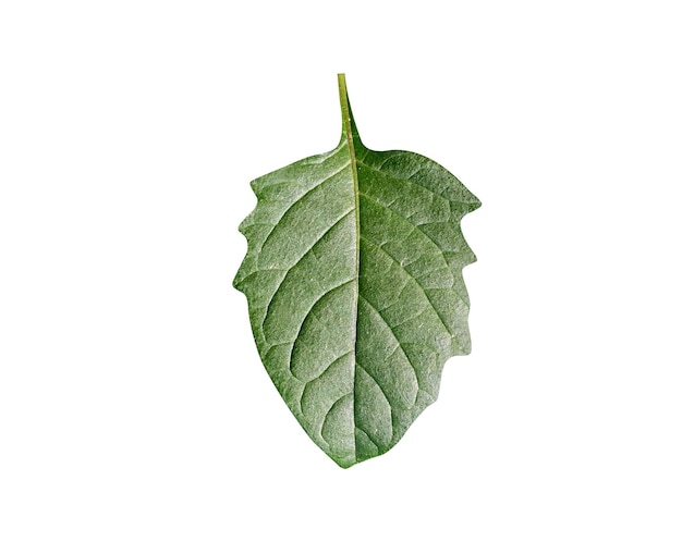 Ягоды и листья Solanum nigrum используются в качестве пищи, а части растения используются в качестве традиционной медицины