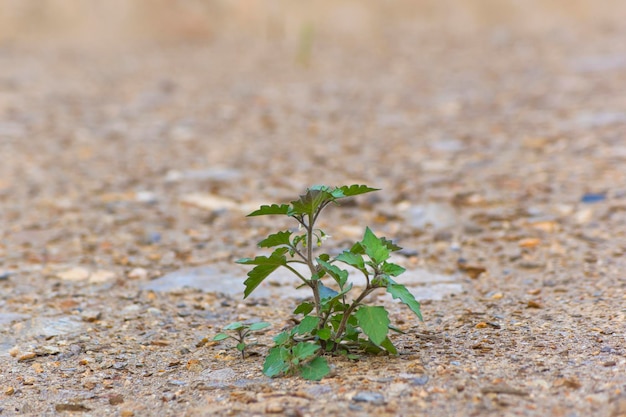 Solanum physalifolium는 작은 돌들 사이에서 고립되어 자란다