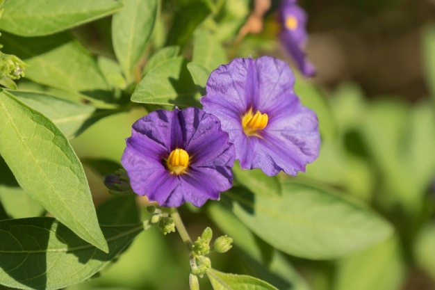 Solanum rantonnetii bloemen