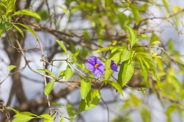 Solanum rantonnetti paarse bloemen in zomerpark