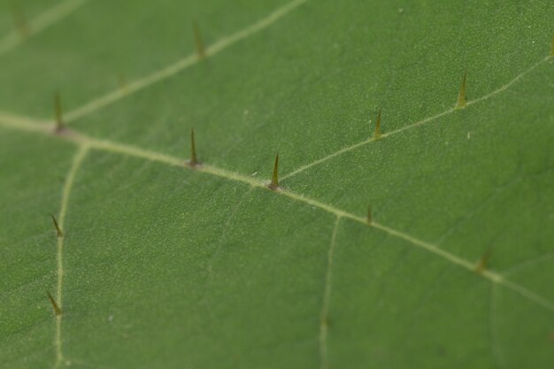 Solanum stramoniifolium Jacq。葉の質感