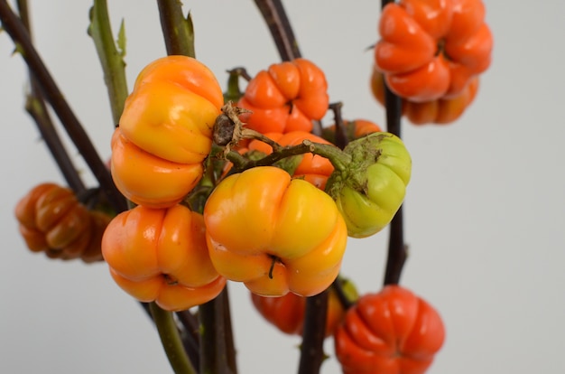 Foto pomodori di solanum su sfondo bianco