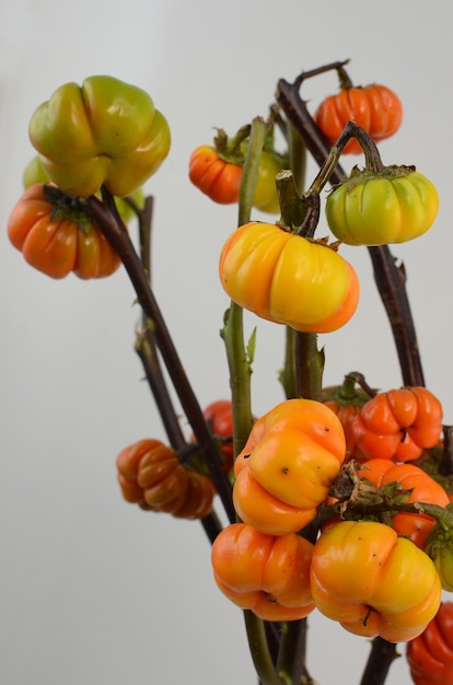 Foto pomodori di solanum su sfondo bianco