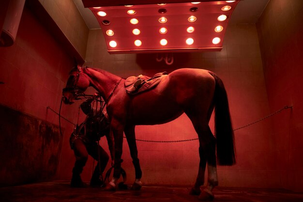 Solarium for horses horse dry in the solarium brown horse under
a stall solarium warming up