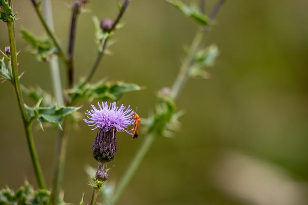 Soldaatkever (Rhagonycha fulva) op een distelbloem