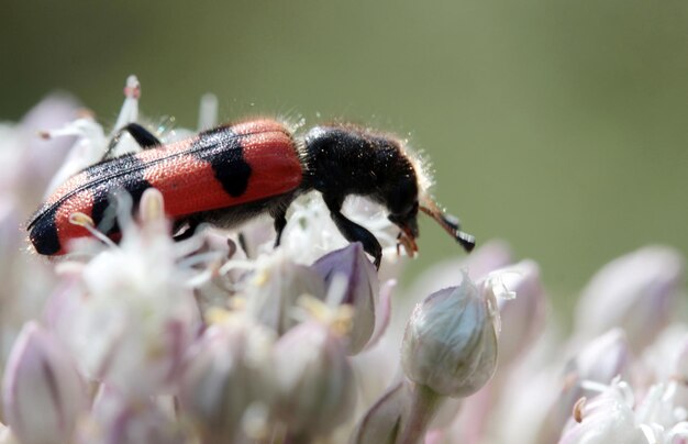 Photo soldier beetle on the onion flower trichodes alvearius