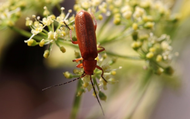 Soldier beetle on white flower