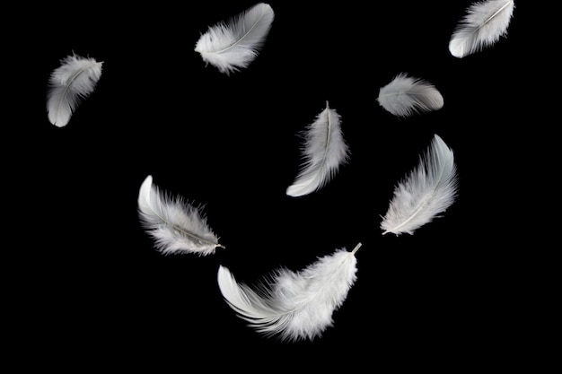 solf white feathers falling in the air. isolated on black background