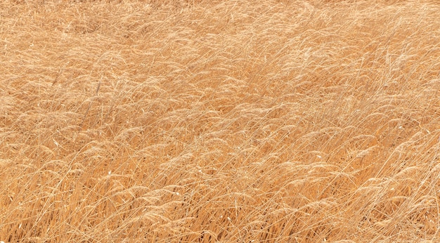 Solid background of dry wild grass like ears of golden color.