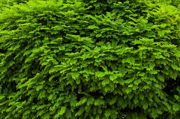 Solid background of green leaves