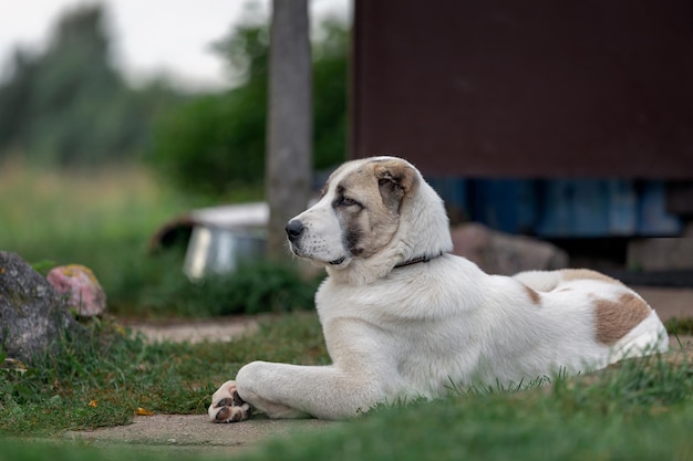 Photo solid big dog safeguard the your territory