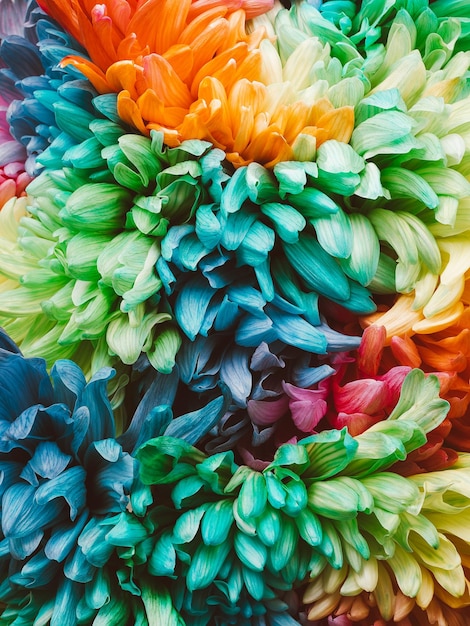 Solid vertical background of colored chrysanthemums closeup
