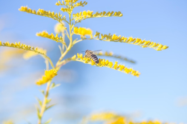 Solidago guldenroede gele bloemen in de zomer