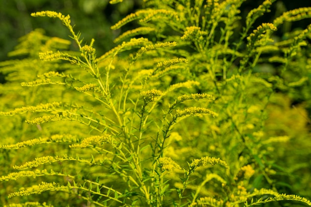 Solidago virgurea. Flower golden rod. Medicinal flower golden rod. Goldenrod officinalis