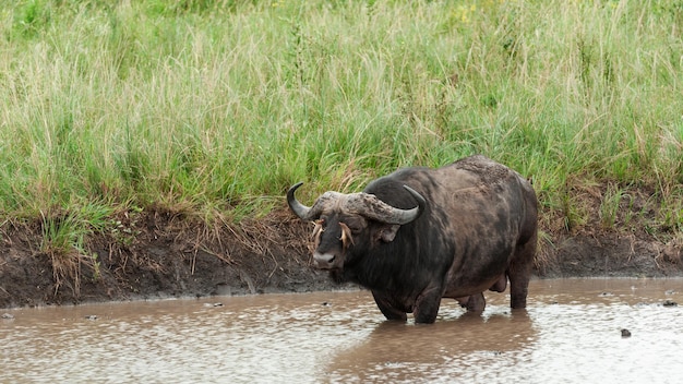 Одинокий буйвол, стоящий брюхом глубоко в воде у водопоя