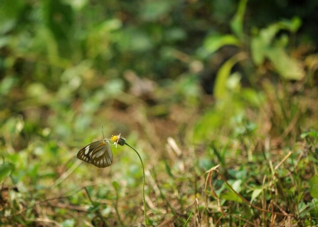 Solitary butterfly