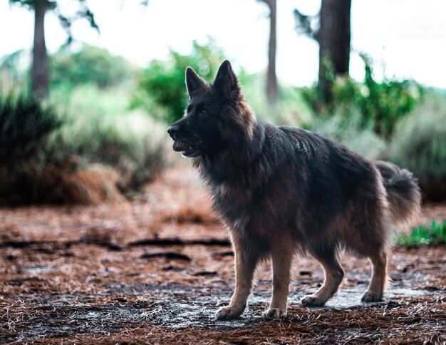 Photo solitary dog standing outdoors on the dirt