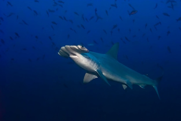 Foto uno squalo martello solitario, sphyrna lewinii, scivola attraverso l'oceano blu