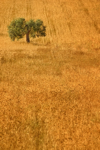 Solitary olive tree in the middle of a wheat field ready for harvest.