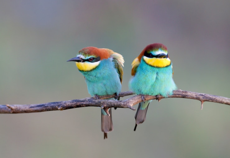 Photo solitary and pairs of bee-eater in breeding plumage