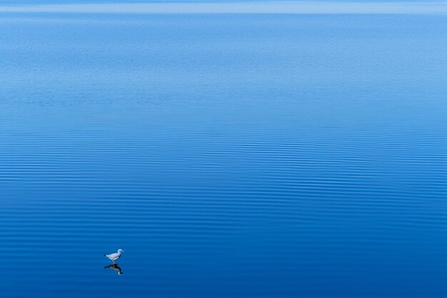 A solitary seagull gliding above the water