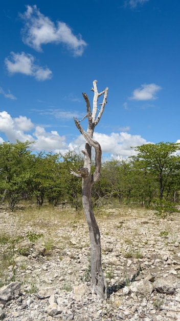 Solitary statuesque dead tree stem in a beautiful blue sky background with trees in the foreground